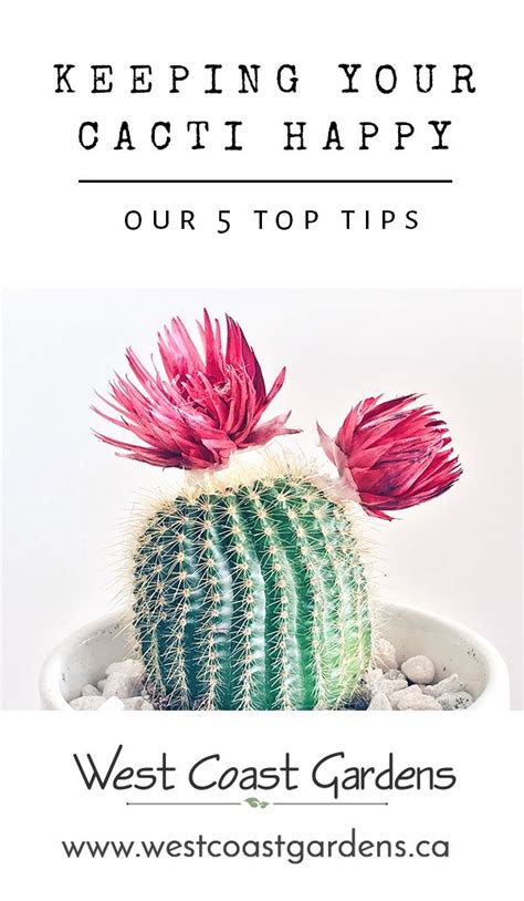 Our top 5 tips for caring for your cacti and keeping them happy! #cacti ...