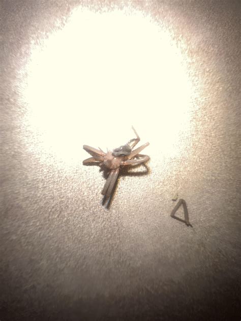 Violin marking? : r/spiders