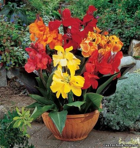 Канны цветы фото » DreemPics.com - картинки и рисунки на рабочий стол ...