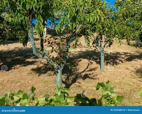 Greenc Copper On Organic Fruit Trees In The Farm In Piacenza Italy