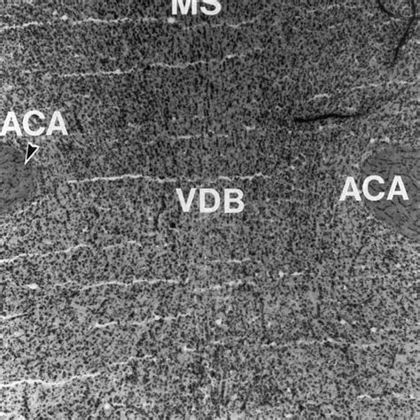 Representative Photomicrograph Of Histological Sections Magnification