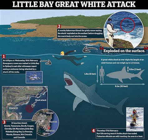 Little Bay shark attack: Swimmer's last moments as he fought off great