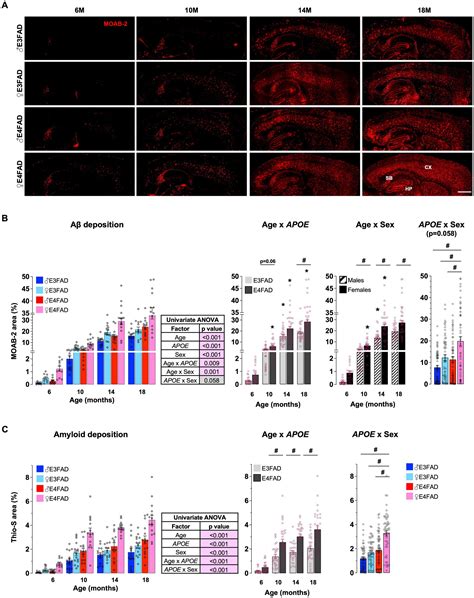 Frontiers APOE Genotype And Sex Modulate Alzheimers Disease