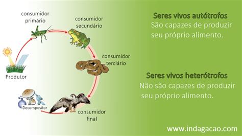 Quais Seres Vivos Produzem Seu Próprio Alimento