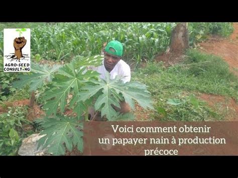 Culture des papayes comment obtenir un papayer nain et à production