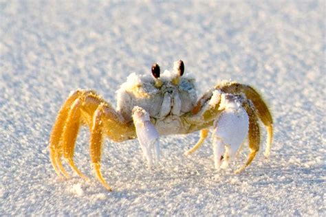 12 Types Of Crabs In California With Pictures Wildlife Informer