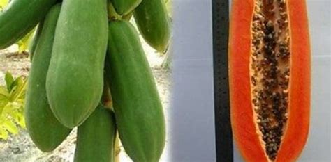 10 Kak Dum Thai Papaya Seeds Etsy