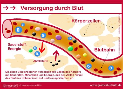 Unser Blut Anatomie Und Funktionen Dr Stephan