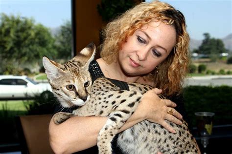 Savannah Cat The Wild Side The Blue From Pet Radio Show Presents