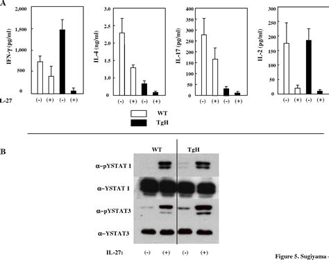 Figure From Amelioration Of Human Lupus Like Phenotypes In Mrl Lpr