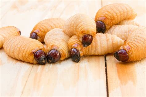 Gorgojo Rojo De La Palma En Las Larvas De Madera Del Ferrugineus De