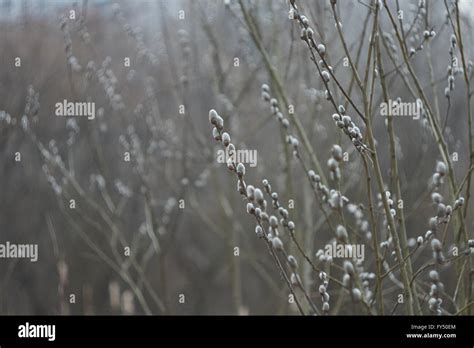 Branches Of Blooming Pussy Willow In Shallow Depth Of Field Stock Photo Alamy