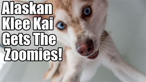 Alaskan Klee Kai Gets The Zoomies Youtube