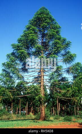 Araucaria Bidwillii Bunya Pine - Bunya Pine tree Araucaria bidwillii Bunya Mountain National Park south ...