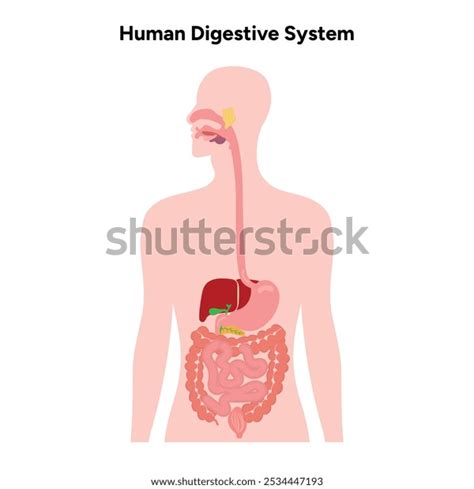 human digestive system anatomy diagraminfographic stock vector royalty