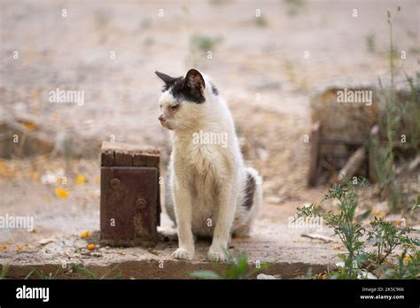 Portrait Of A Sick Black And White Stray Cat On The Street In Palma De