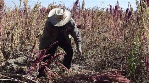 Producción de amaranto en la Ciudad de México YouTube