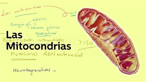 Las mitocondrias Biología Educatina Beef