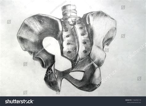 realistic drawing pelvis stock illustration  shutterstock