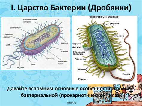 Бактерии. Грибы. Лишайники - online presentation