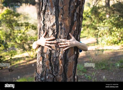 Arms Hugging Tree Trunk Green Forest Stock Photo Alamy