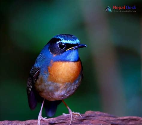 Blue Fronted Robin A Colorful Bird Of The Himalayas Nepal Desk