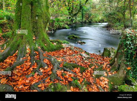 River Lynher Near New Bridge Cornwall Autumn Stock Photo Alamy