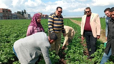 وكيل زراعة دمياط طفرة في ري البطاطس بالتنقيط صور بوابة الأهرام