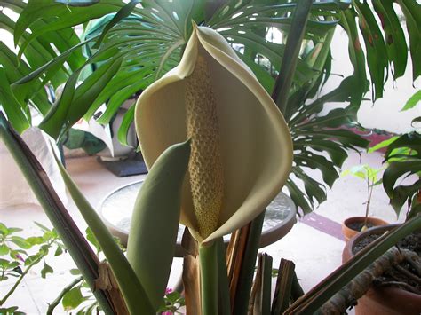 Image - Monstera deliciosa flower.jpg - Houseplant Wiki