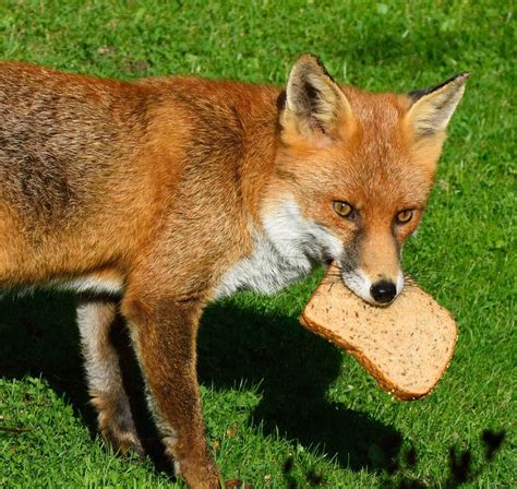 red fox pet