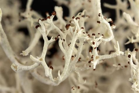 Reindeer Lichens Are Having More Sex Than Thought – Unexpected Levels