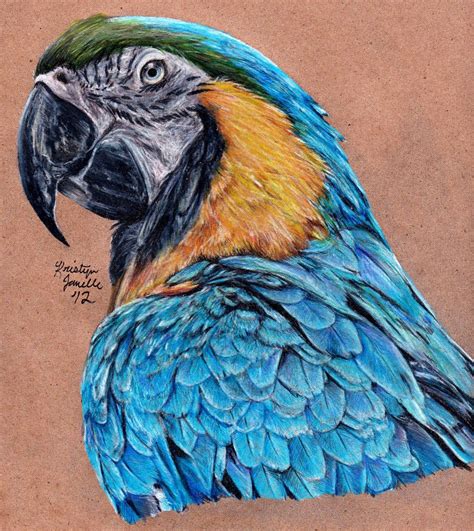 Colored Pencil Kristyn Janelle Wildlife And Pet Artist Birds Macaw