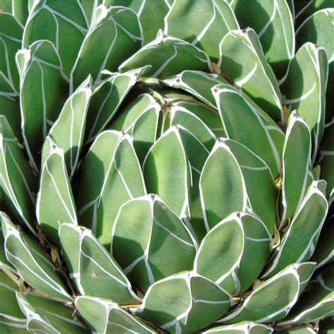 Plantas De Agave Reina Victoria Agave Victoriae Reginae T O G