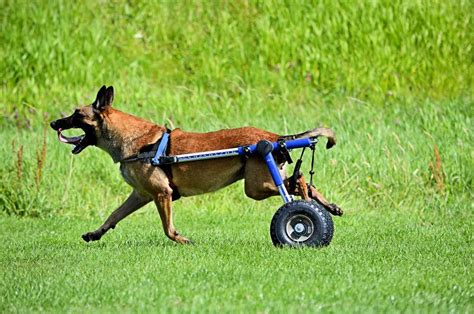 Sillas De Ruedas Para Perros C Mo Son Wakyma