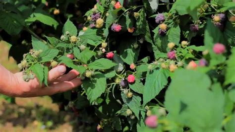 Малина Глен Ко - YouTube