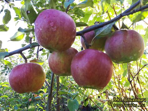 Яблоня, сорт Свит 16, фото 3794.