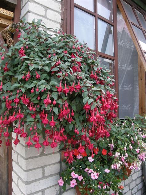 Фуксия Sir Matt Busby (43 фото) » НА ДАЧЕ ФОТО