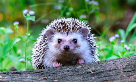 Les premiers hérissons sortent d'hibernation ! Comment les protéger ...