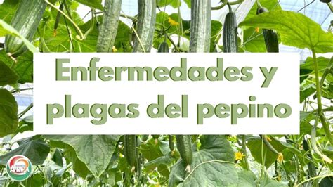 ENFERMEDADES Y PLAGAS PRINCIPALES EN EL CULTIVO DE PEPINO ARCA TIPS