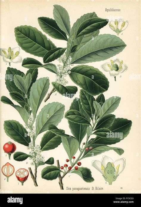 Yerba Mate Ilex Paraguariensis Chromolithograph After A Botanical