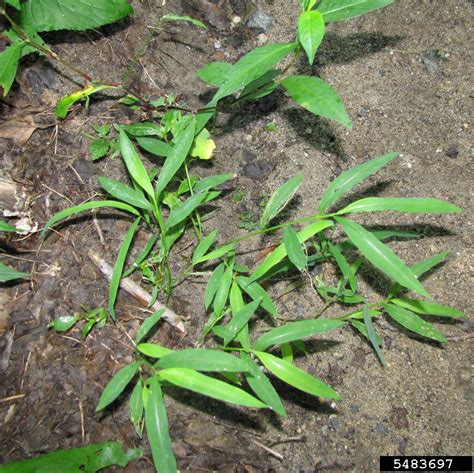 Japanese Stiltgrass Microstegium Vimineum