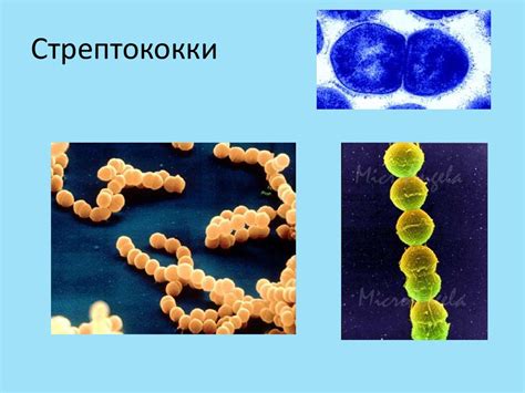 Морфология бактерий, возбудителей заболеваний человекаv - online ...