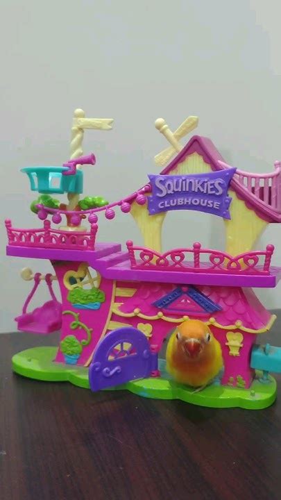 nittus  house youtubeshorts youtube ytshorts cute youtube