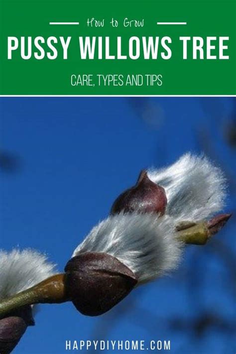 How To Grow Pussy Willows Tree Happy Diy Home