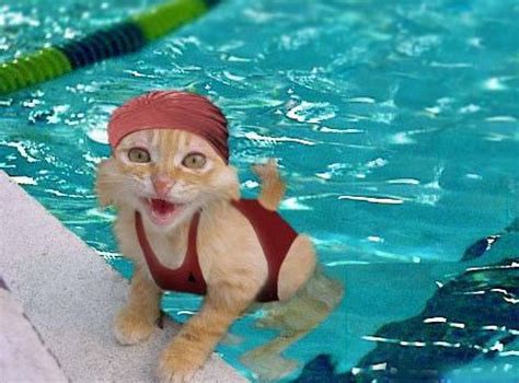 Funny Cat in Swimming Pool Photo