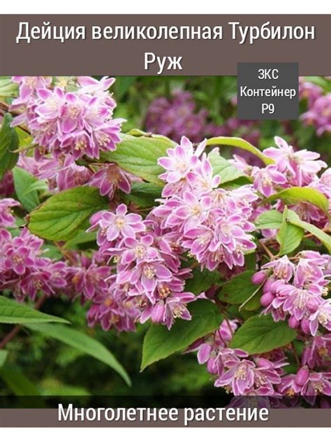 Дейция растение кустарник (82 фото)