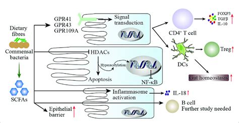 mechanisms  scfas regulating mucosal immunity scfas  produced