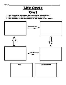 Owl "Life Cycle" Worksheet by BAC Education | TPT