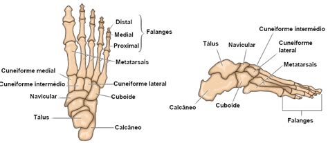 Osso A Mais No Pé - VÍDEO AULA 24 ANATOMIA OSSOS DO PÉ, 52% OFF