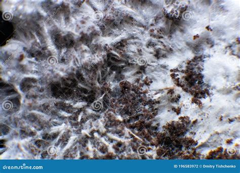 Mycelium On Wheat Of Psilocybe Cubensis Psilocybe Cubensis Macro